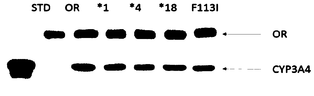 The cyp3a4 gene fragment including 337t&gt;a mutation, the encoded protein fragment and its application