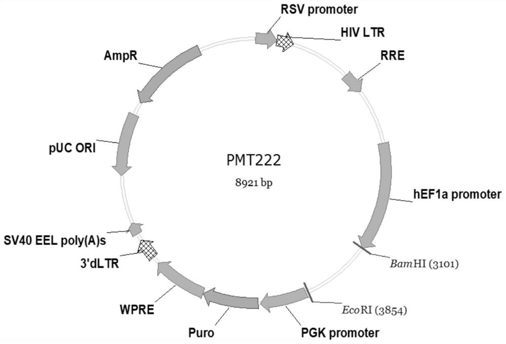 Exosome capable of targeting and blocking chemokine receptor as well as preparation method and application of exosome