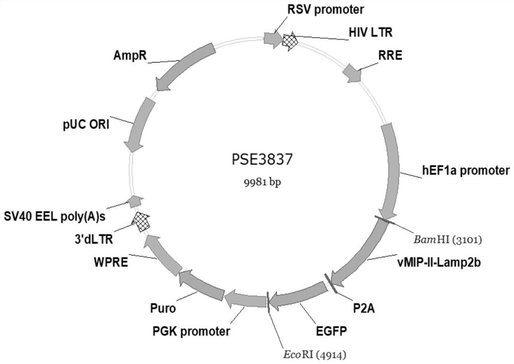 Exosome capable of targeting and blocking chemokine receptor as well as preparation method and application of exosome