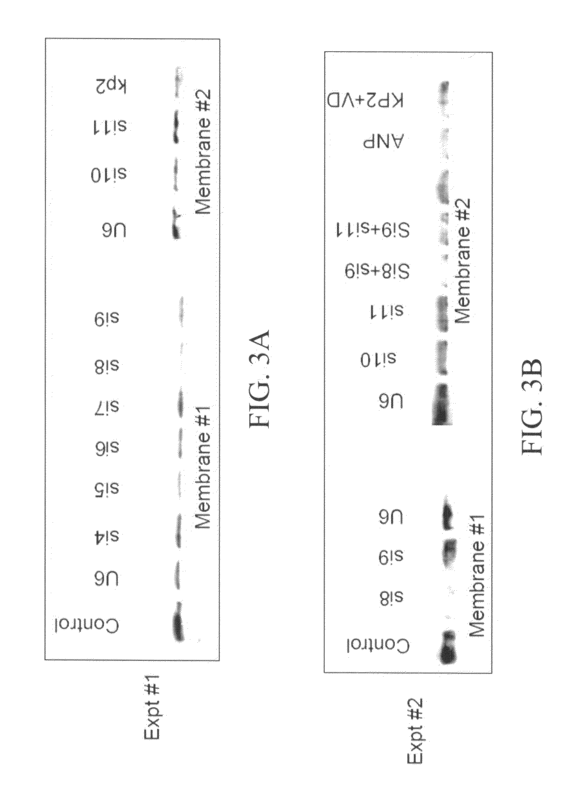 Materials and methods for reducing inflammation by inhibition of the atrial natriuretic peptide receptor