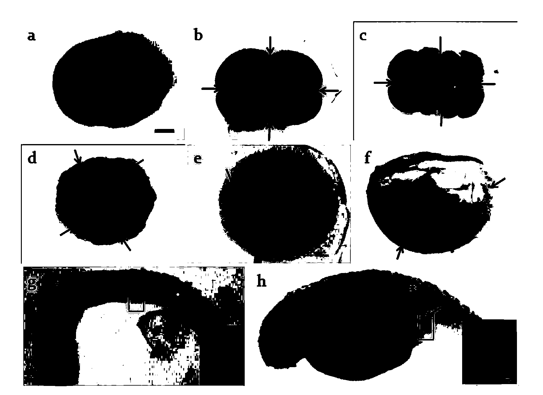 Positioning marking method for primordial germ cells (PGCs) of scophthalmus maximus at embryonic development stage