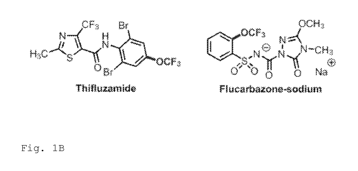 Trifluoromethoxylation of arenes via intramolecular trifluoromethoxy group migration