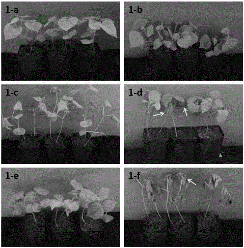 Method for identifying low-temperature resistance of wild cotton in seedling stage