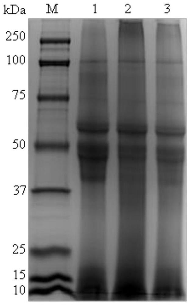 Curcumin nano-particles and preparation method thereof