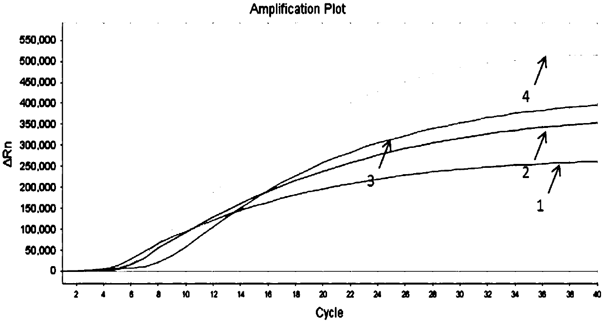 RAA constant temperature fluorescence detection method and reagent for salmonid alphavirus (SAV)