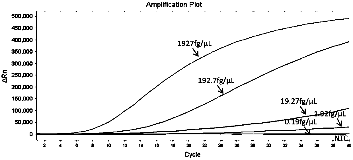 RAA constant temperature fluorescence detection method and reagent for salmonid alphavirus (SAV)