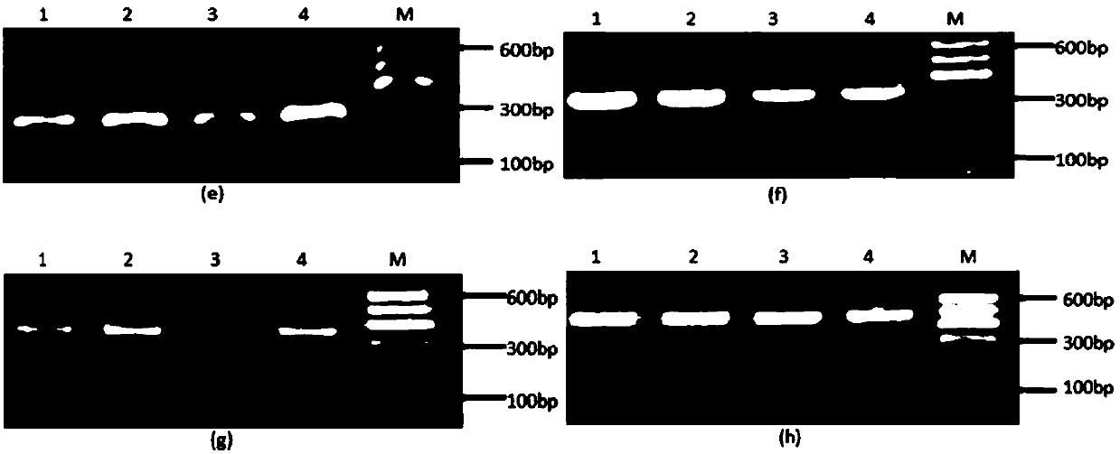 PCR-SSCP primers for detecting UCP1 gene mutation, and applications of PCR-SSCP primers in yak meat quality trait identification methods