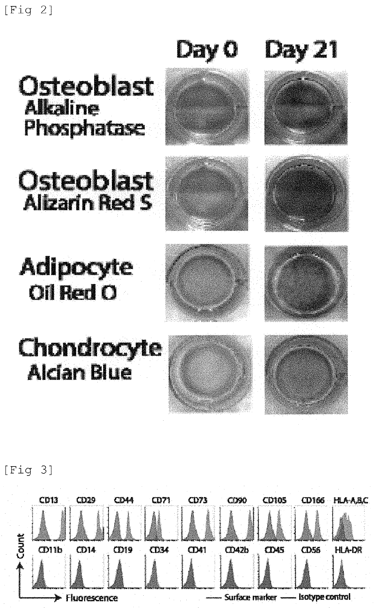 Method for manufacturing mesenchymal cell line derived from vertebrate animal adipose tissue