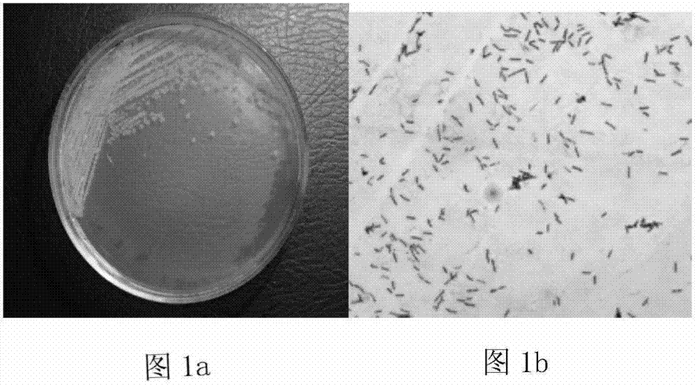 A kind of Pseudomonas aeruginosa and application thereof