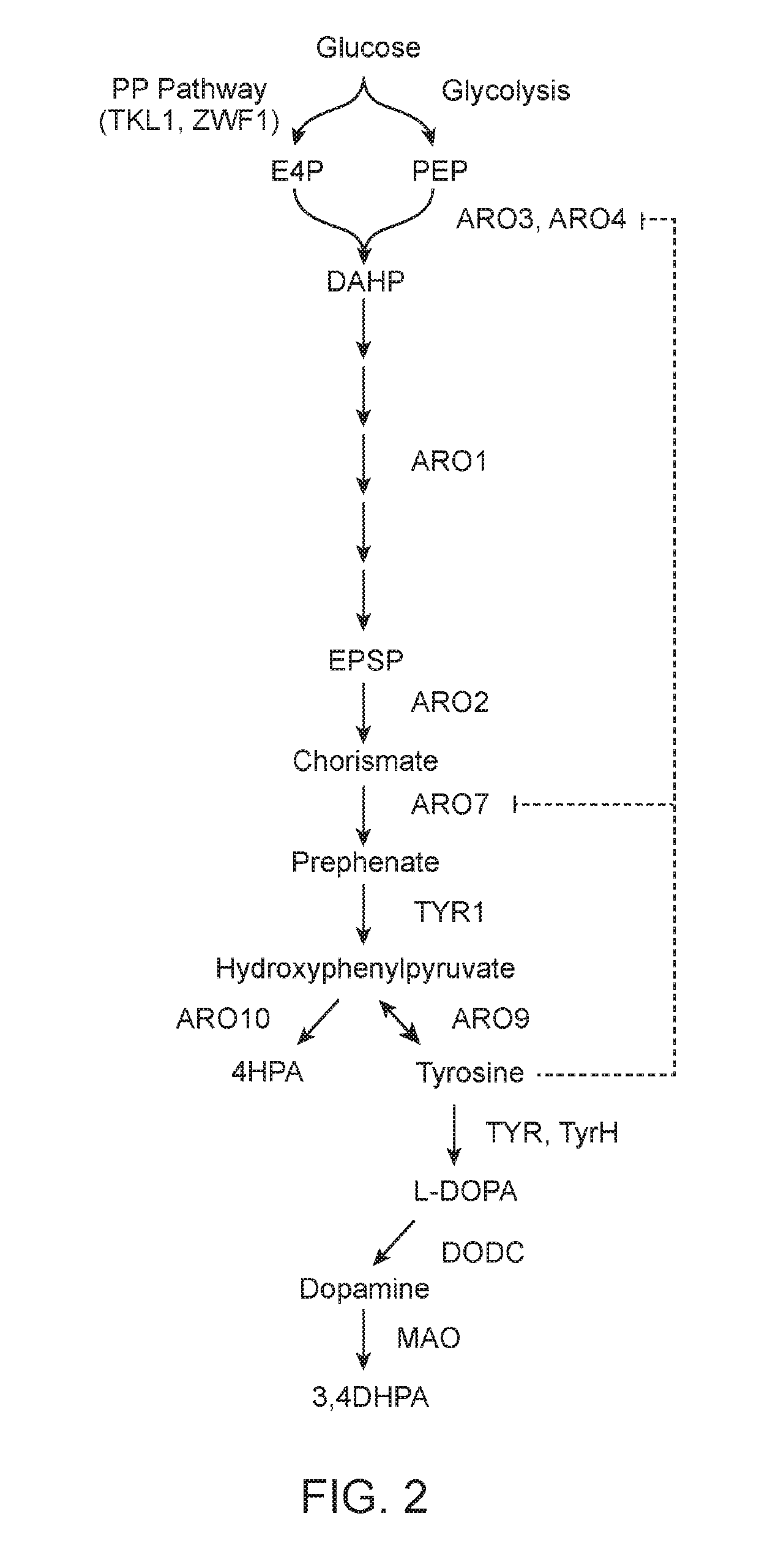 Methods of producing nor-opioid and nal-opioid benzylisoquinoline alkaloids