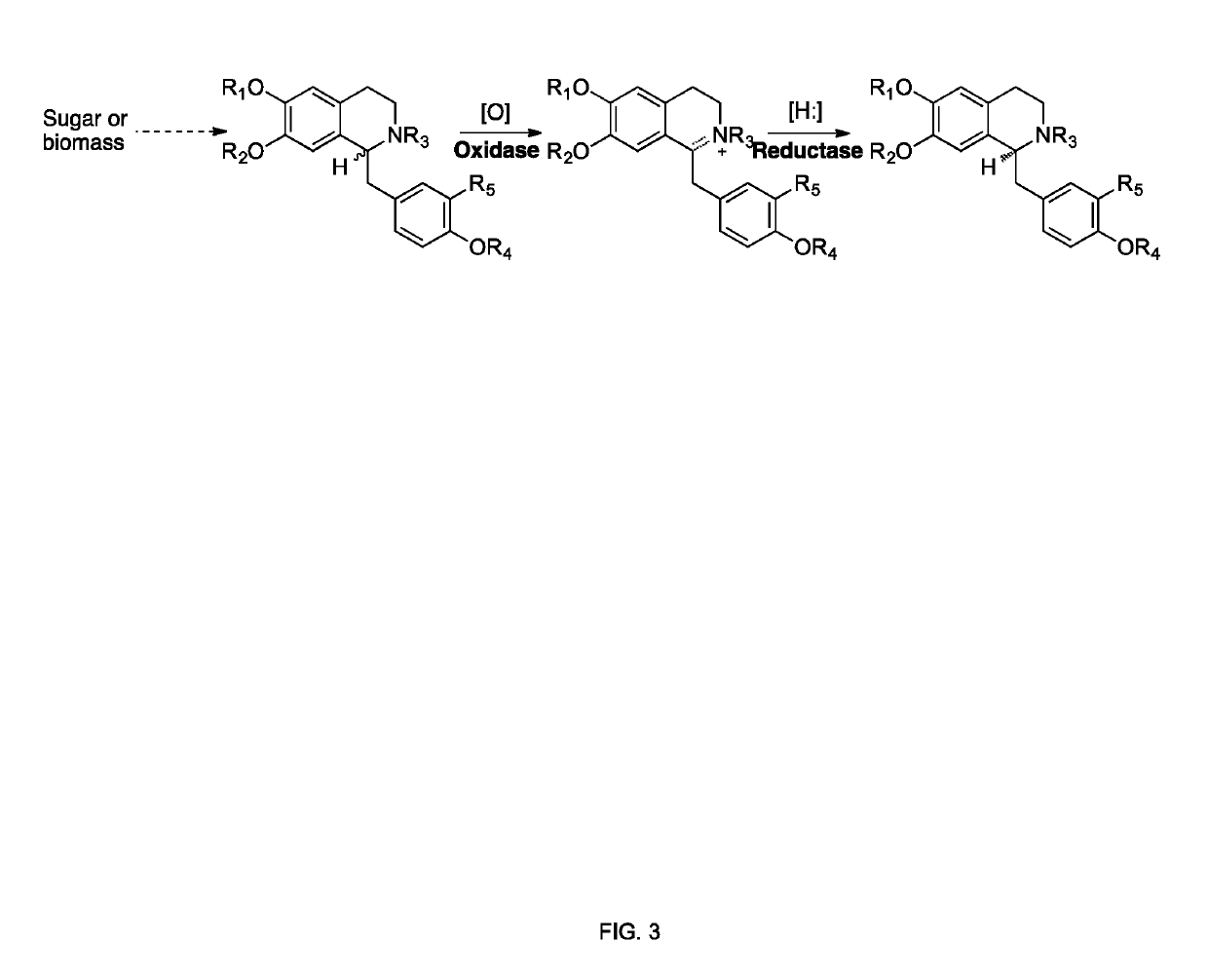 Methods of producing nor-opioid and nal-opioid benzylisoquinoline alkaloids