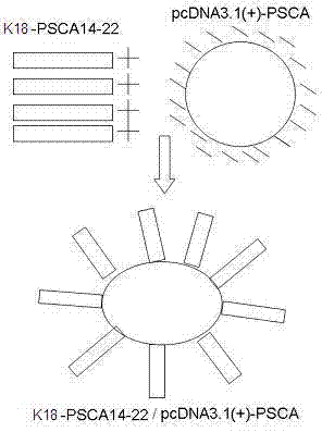 Compound of prostate stem cell antigen polypeptide and nucleic acid and preparation method and application thereof