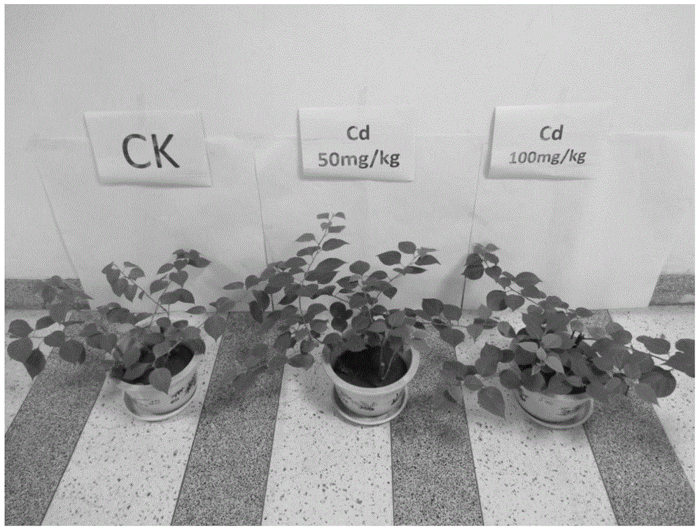 Method for repairing heavy-metal cadmium polluted soil by using bougainvillea speetabilis plants