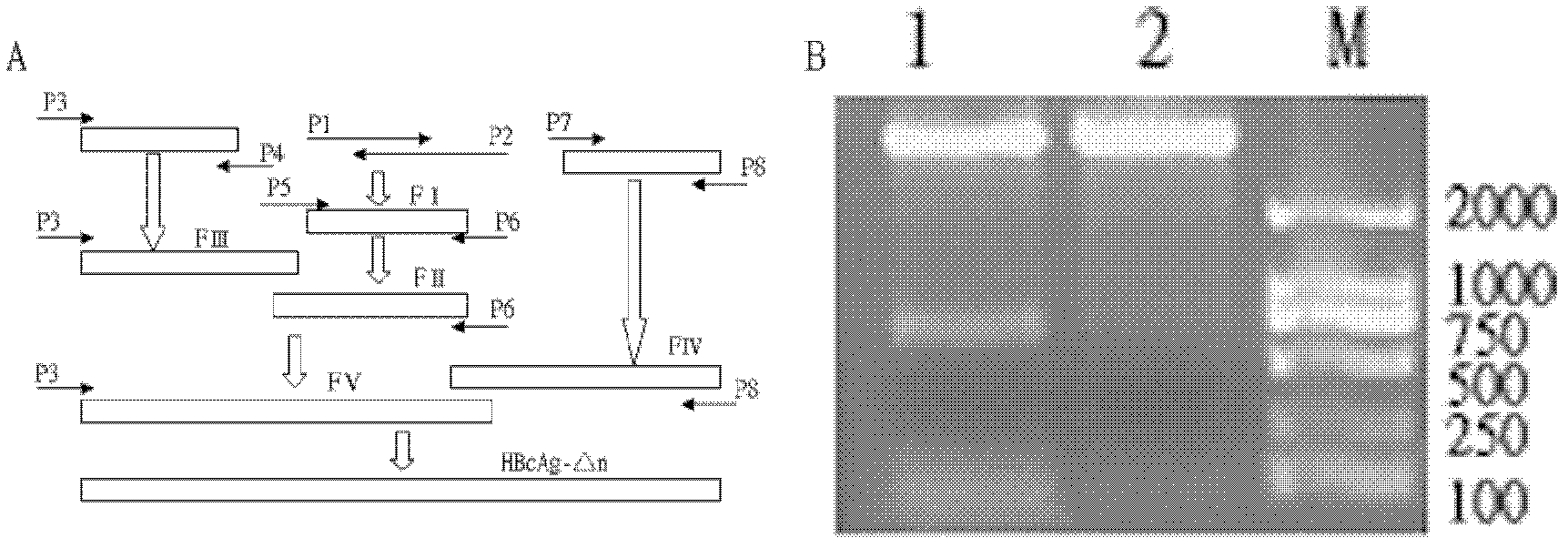 EGFR and HER2 combined polypeptide epitope vaccine