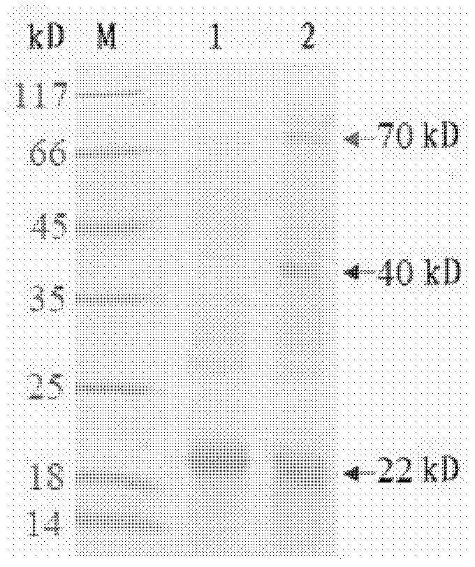 EGFR and HER2 combined polypeptide epitope vaccine