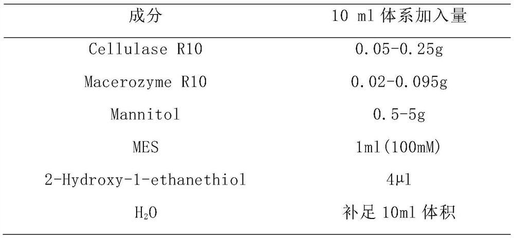 A kind of extraction method of Lycoris plant protoplast