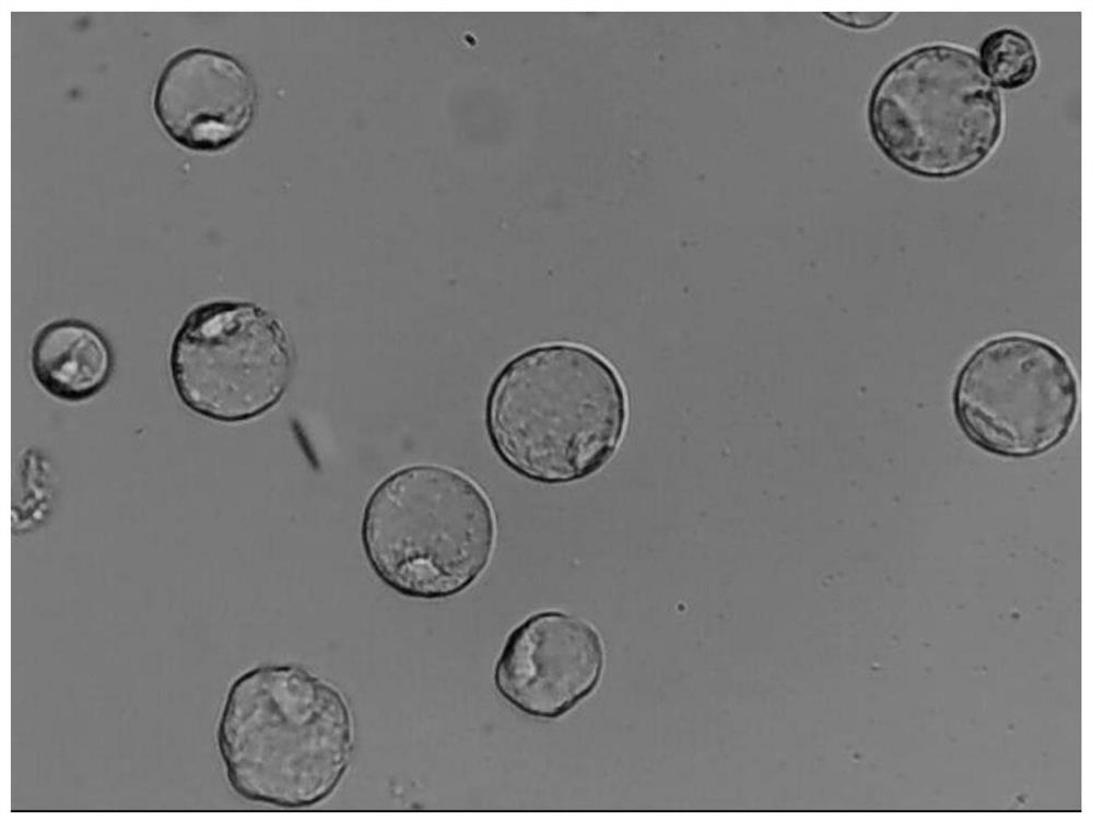 A kind of extraction method of Lycoris plant protoplast