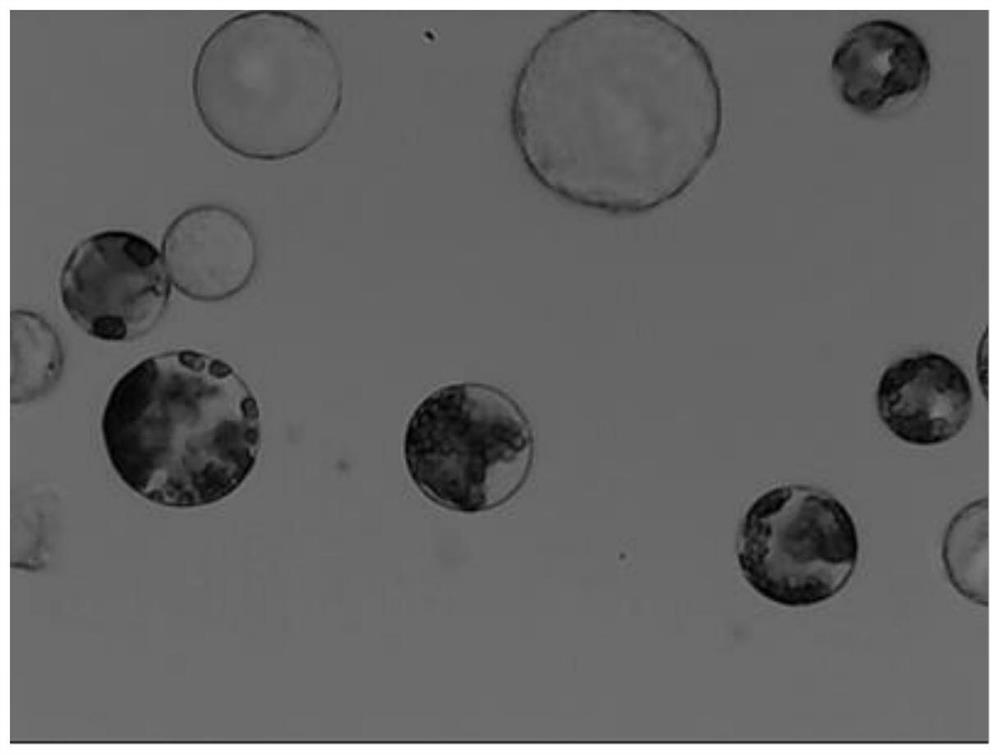 A kind of extraction method of Lycoris plant protoplast