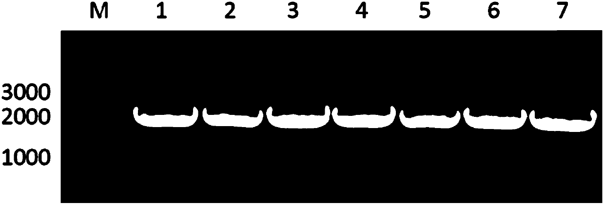 Method for preparing optical pure L-tertiary leucine from active inclusion body