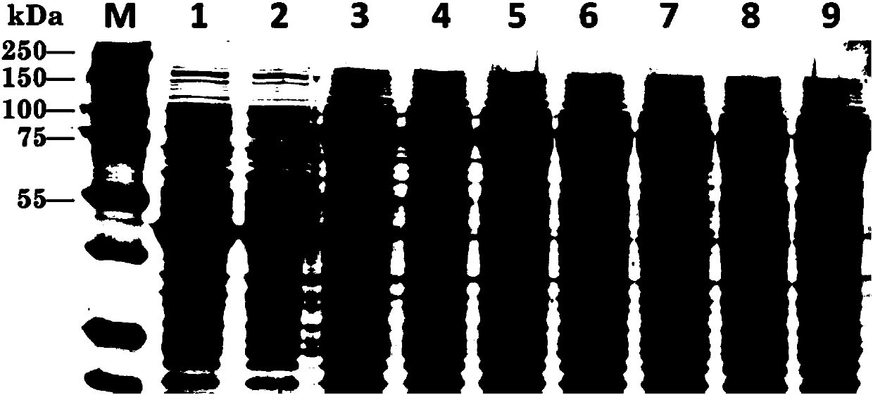 Method for preparing optical pure L-tertiary leucine from active inclusion body