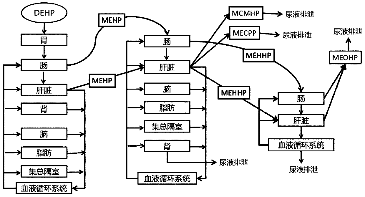 Physiological poison metabolic kinetic model of adults orally exposed to DEHP