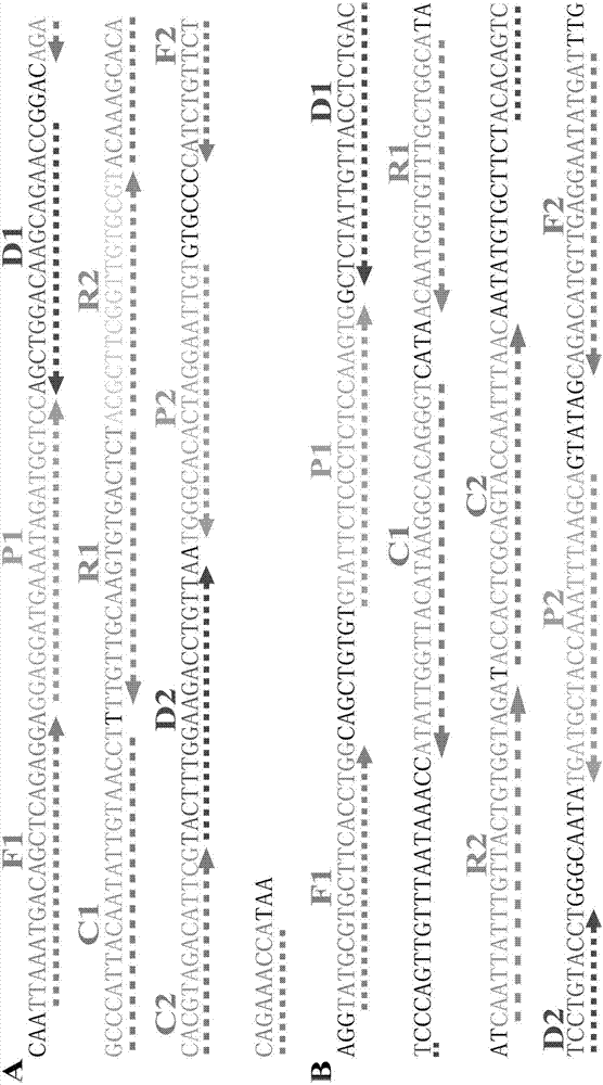 AUDG (antarctic thermal sensitive uracil deoxyribonucleic acid glycosylase) mediated multiple cross displacement amplification and biosensing combined nucleic acid testing technique