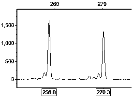 Primer set for hybrid cymbidium tortisepalum EST (expressed sequence tags)-SSR (simple sequence repeats) labeling and screening method