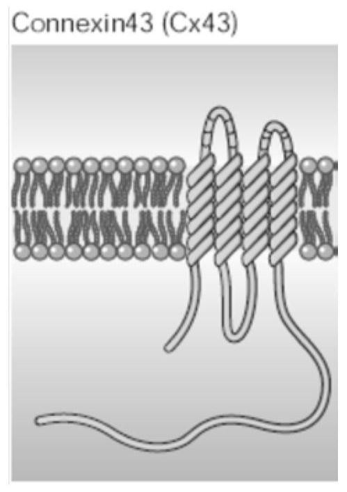 Batch half-channel function level detection method based on fluorescent dye uptake