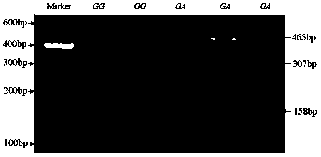 Method for selecting milk production characters to breed milk goat by utilizing double gene polymerization effect