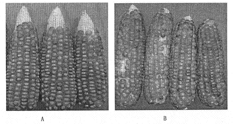 Breeding method of maize parthenogenesis inducer and its application in maize inbred line breeding