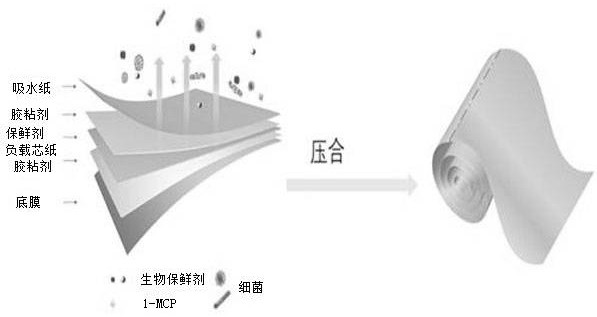 Preparation method of green slow-release fresh keeping paper applied to fresh keeping of fruits and vegetables