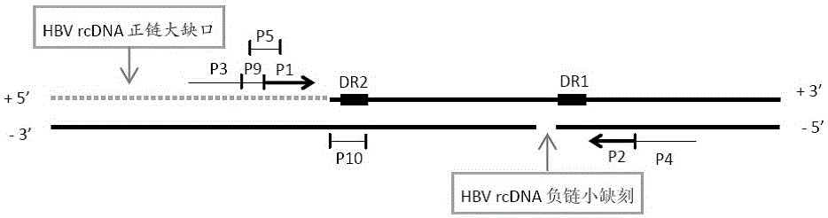 A hbv cccDNA digital PCR quantitative detection kit and its application