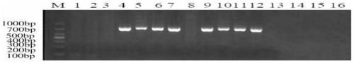 SNP marker, detection primer pair and kit for identifying Chinese cervus elaphus and cervus elaphus and application of SNP marker and detection primer pair