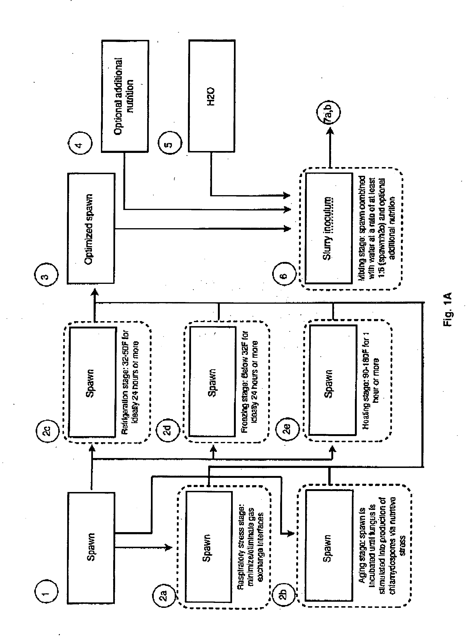 Process for the Production and Utilization of Chlamydospore Rich Slurry Inoculum