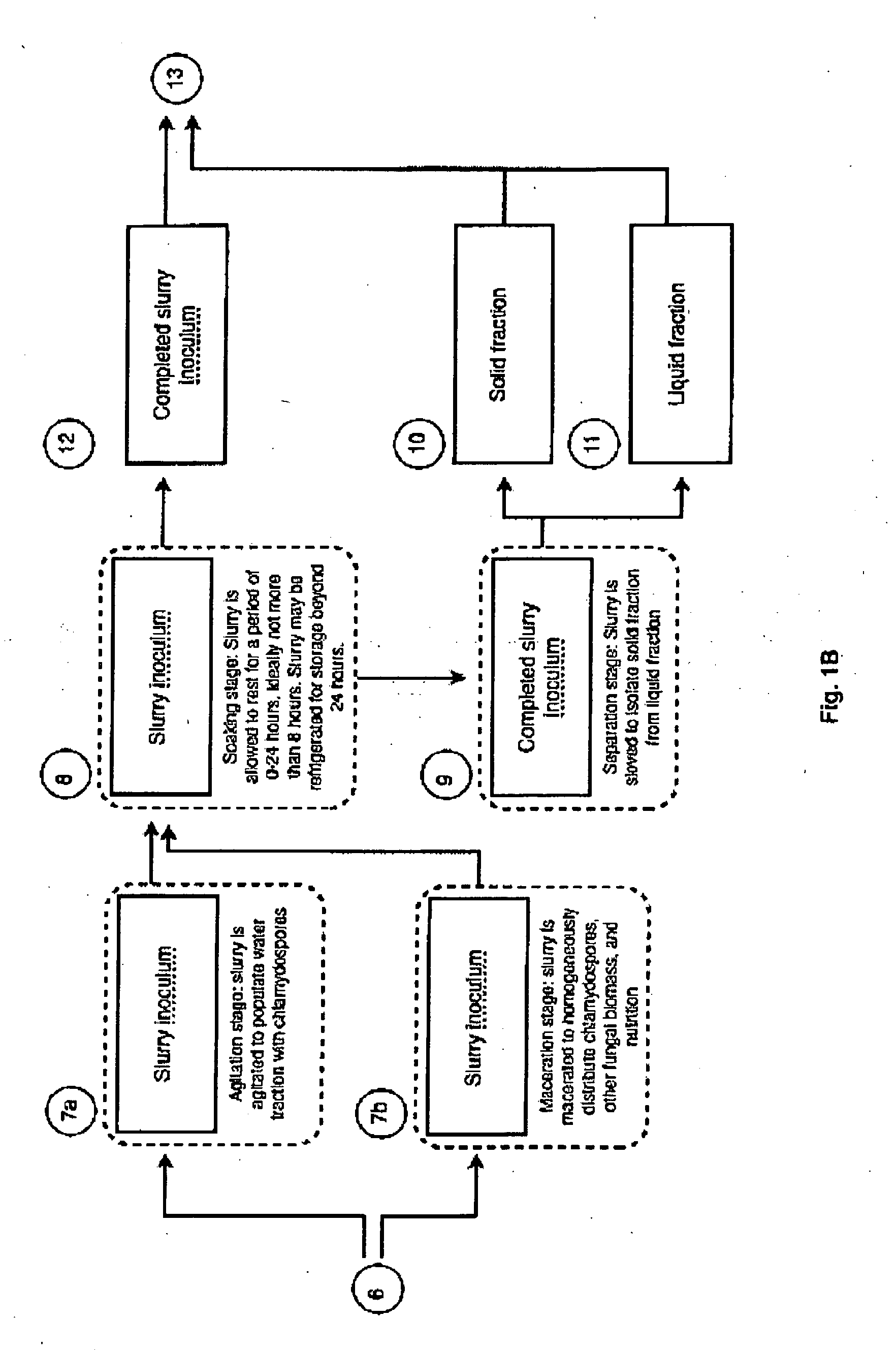 Process for the Production and Utilization of Chlamydospore Rich Slurry Inoculum