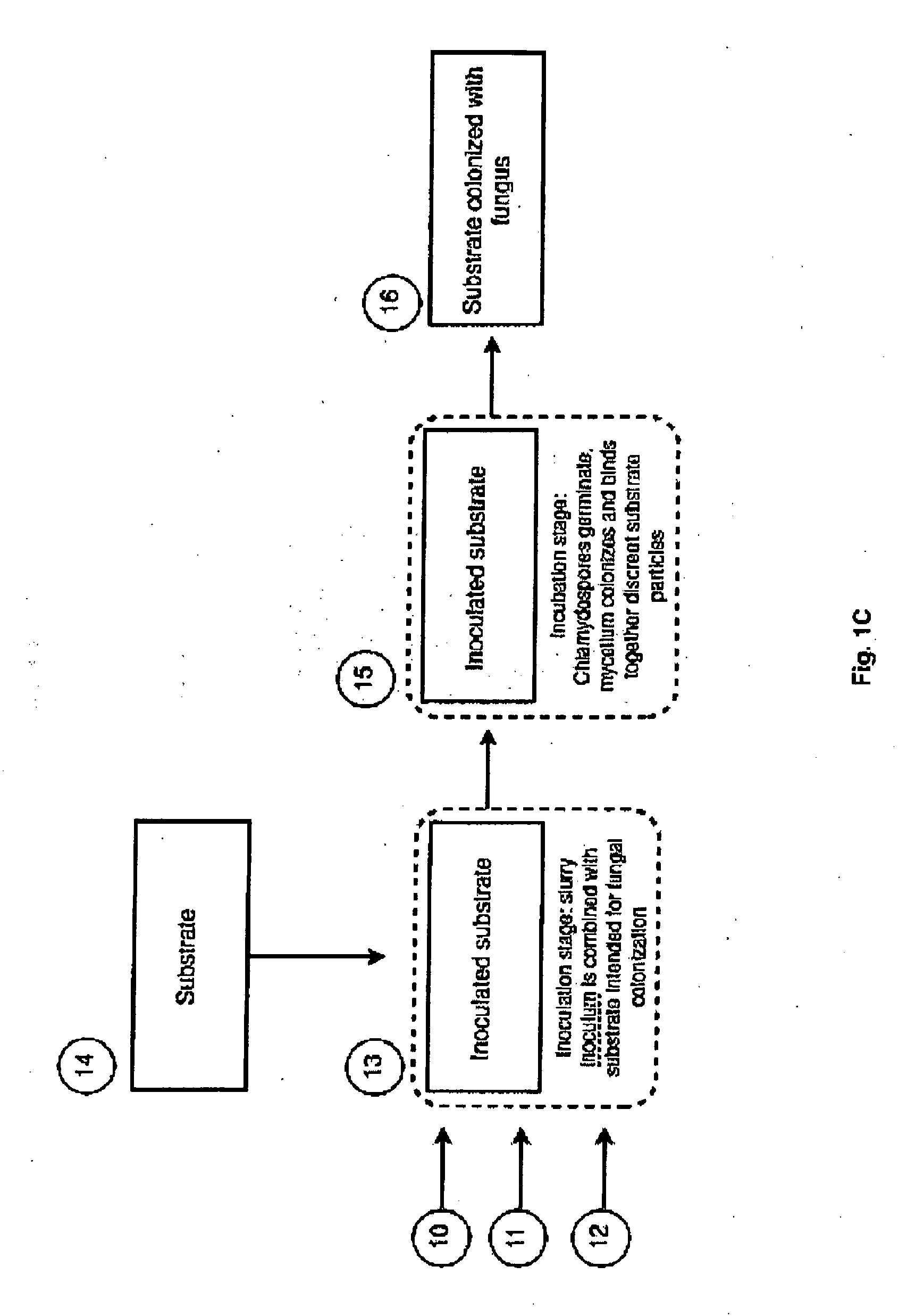 Process for the Production and Utilization of Chlamydospore Rich Slurry Inoculum