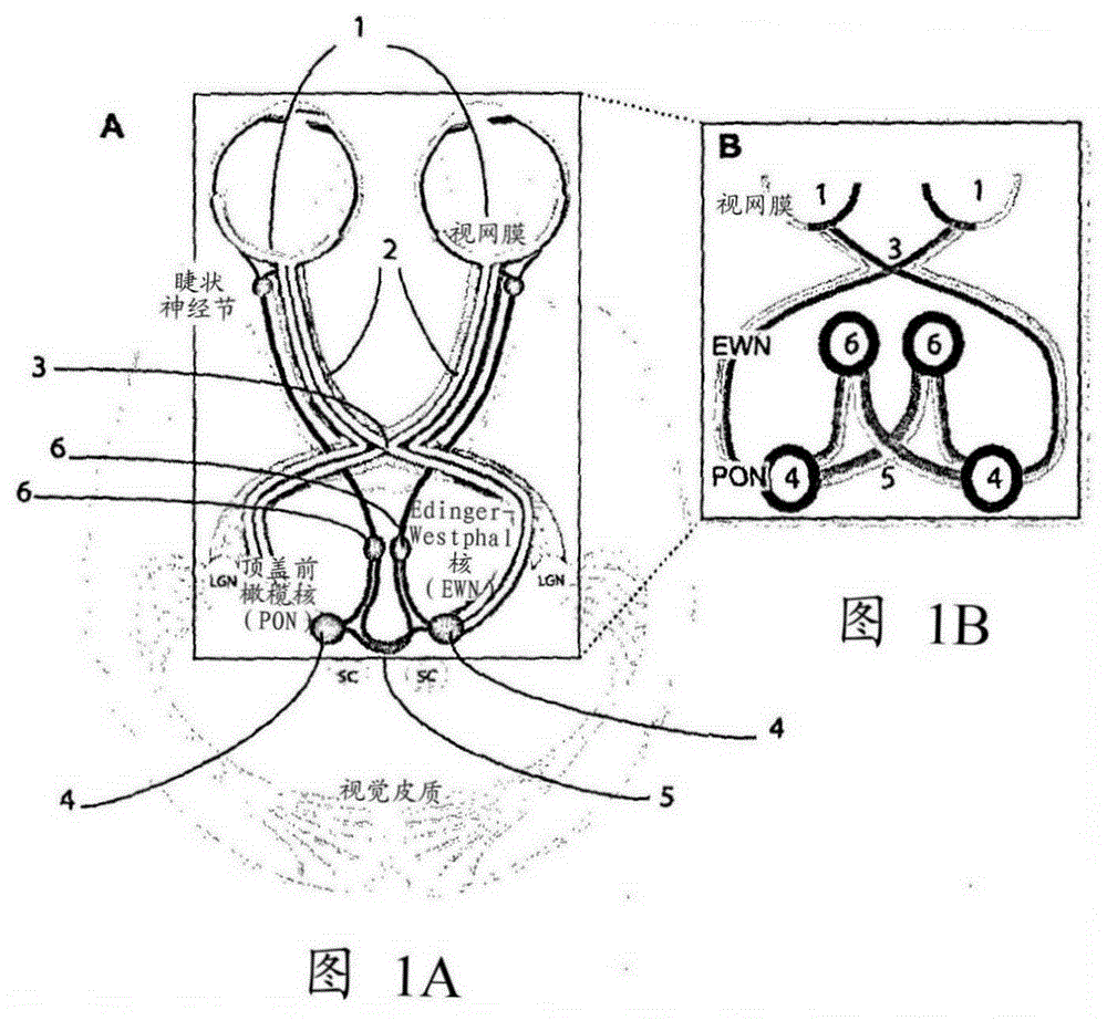 Clustered volley method and apparatus