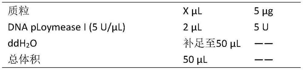 A method for identifying the blood relationship of zebra in sugarcane by using dispersal sequence