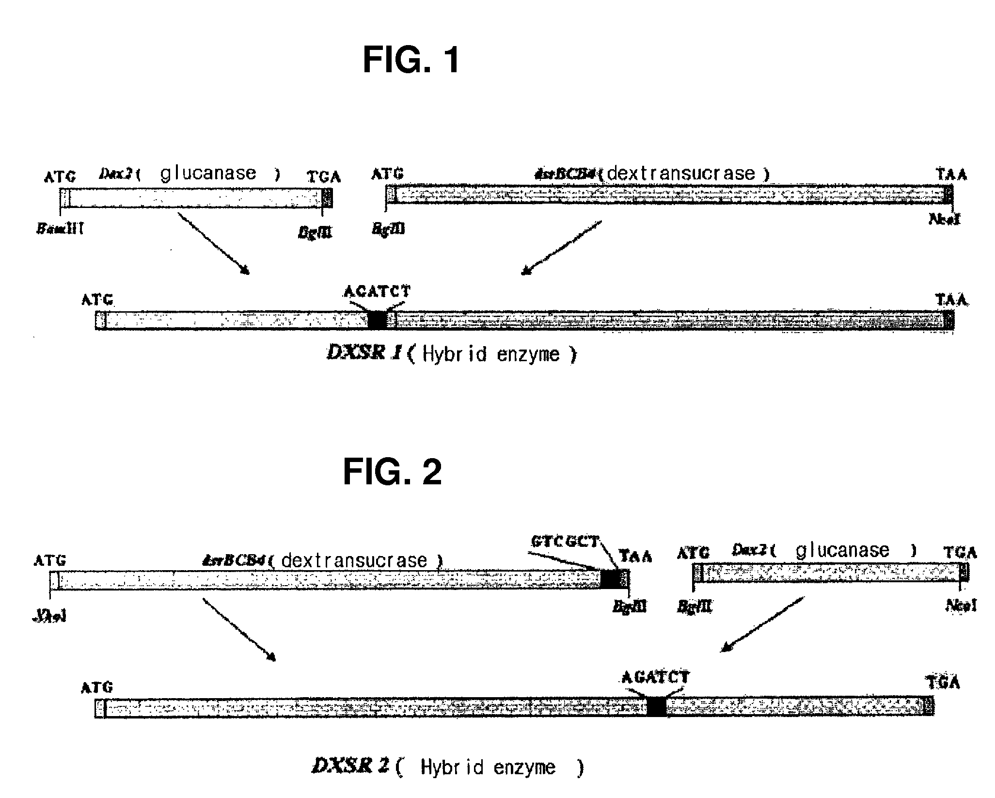 Hybrid genes and enzymes of glucanase and dextransucrase and processes for preparing isomalto-oligosaccharides or dextran using the same