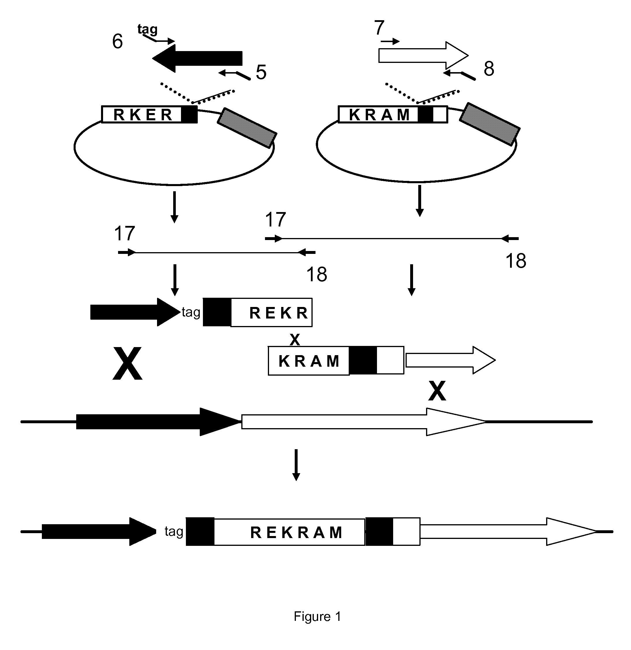 Statin production