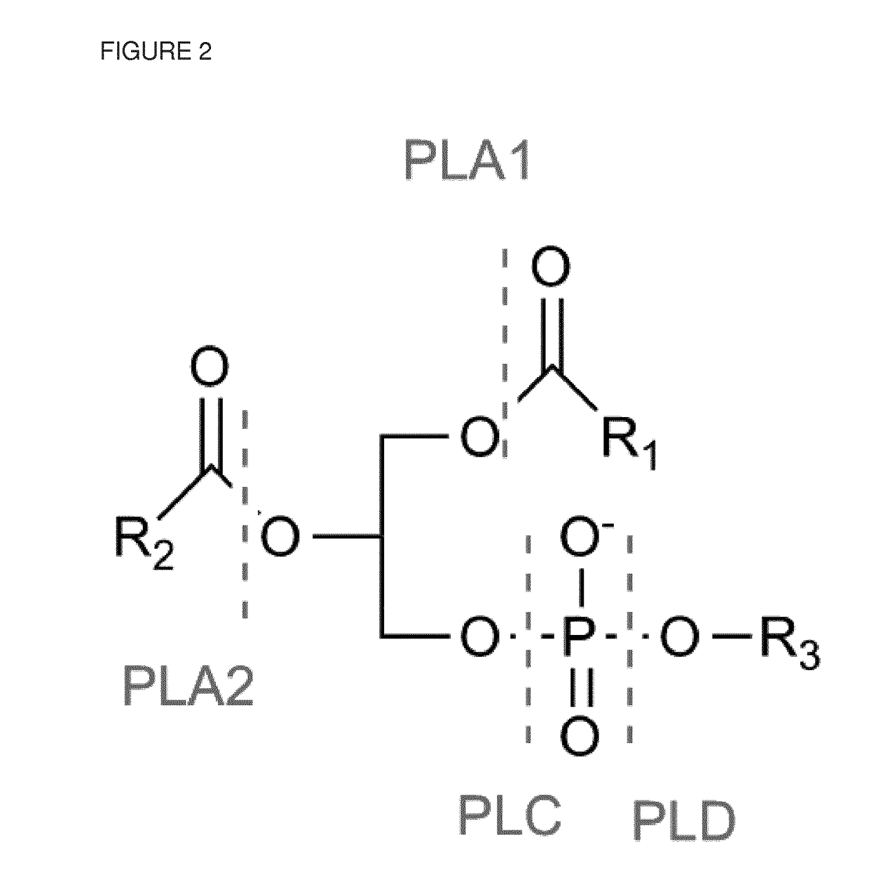 Method for increasing crude palm oil yields