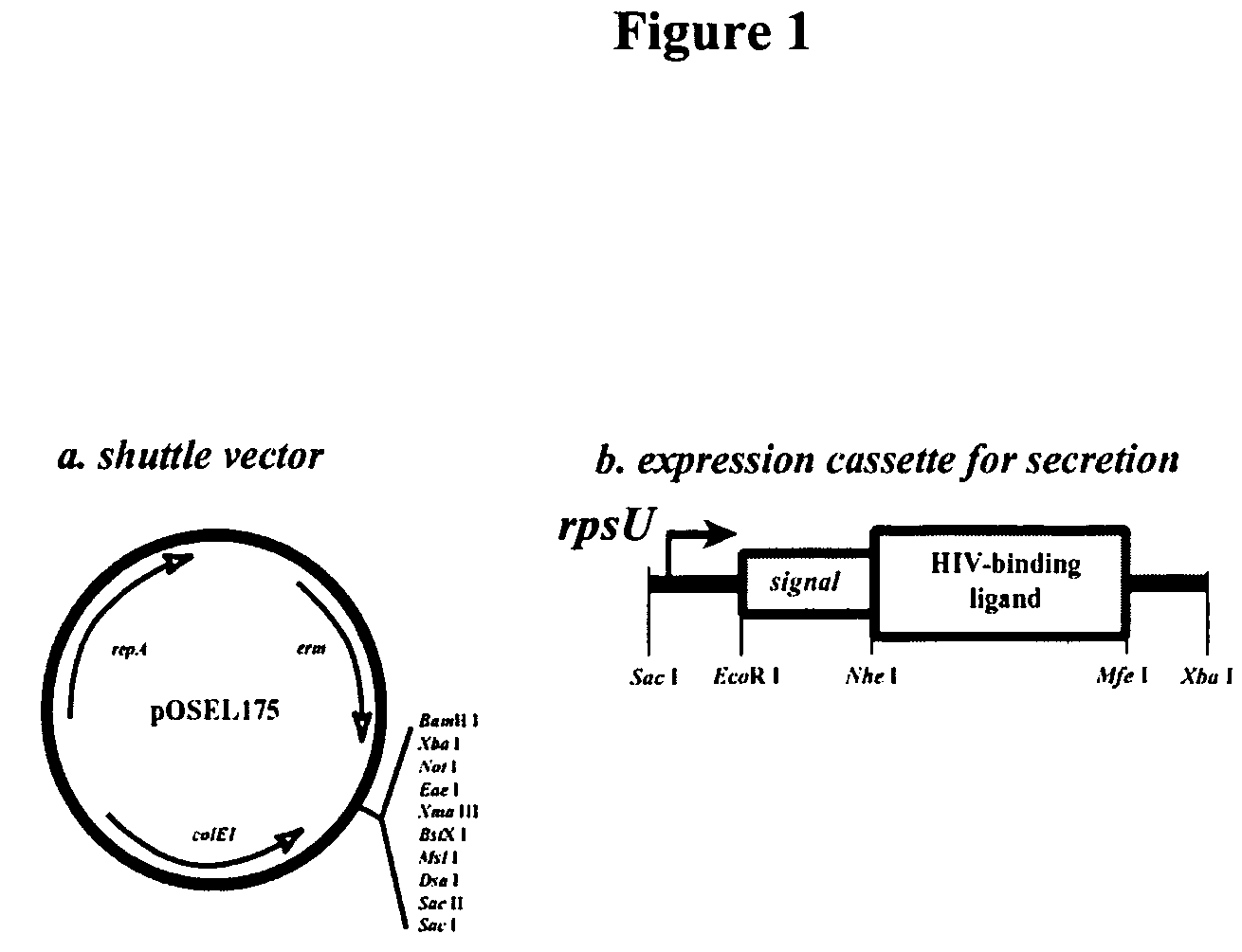 Modified cyanovirin-n polypeptide