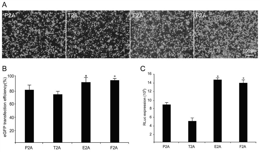 2A peptide, bicistronic expression vector, recombinant protein expression system and application