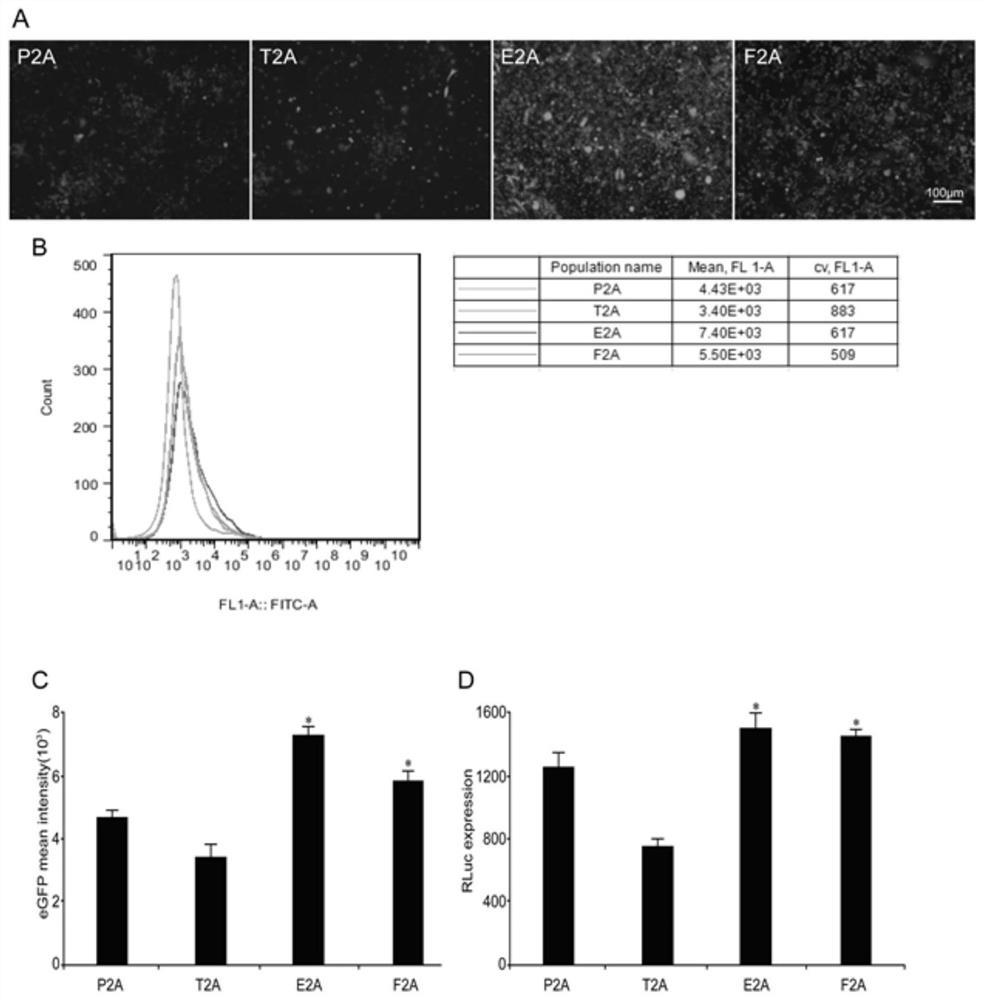 2A peptide, bicistronic expression vector, recombinant protein expression system and application