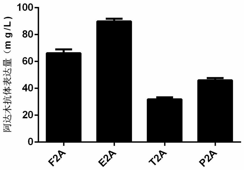 2A peptide, bicistronic expression vector, recombinant protein expression system and application