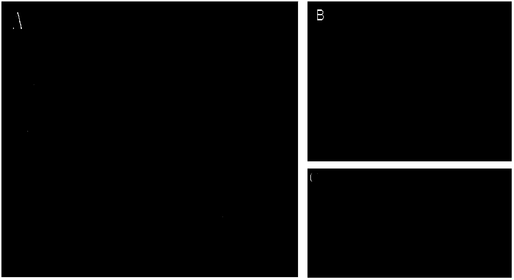 Application of SCWBC11 protein in culture of male sterility line of rice