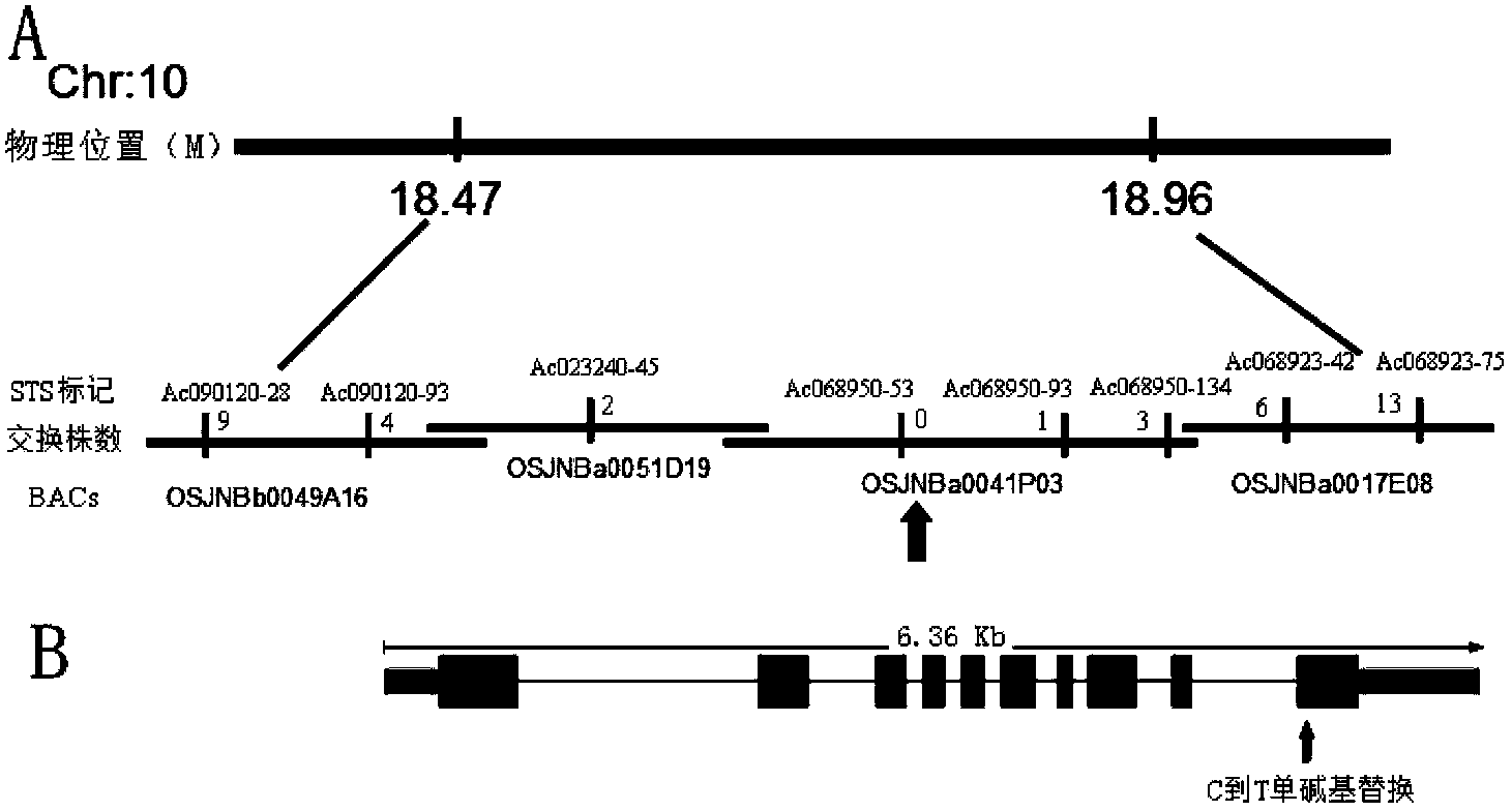 Application of SCWBC11 protein in culture of male sterility line of rice