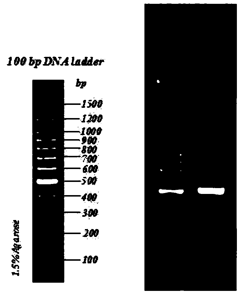 Microflora specific function gene diversity analysis primer pairs and analysis method