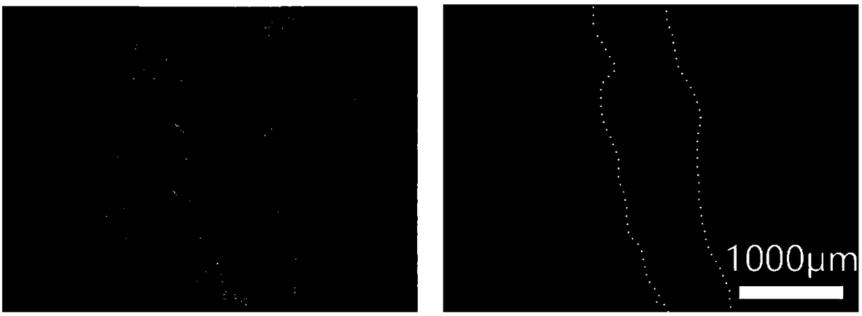 Method for rapid separation and line establishment of chicken gonad primordial germ cells