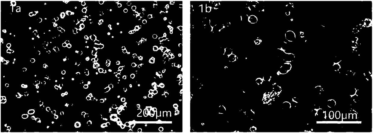 Method for rapid separation and line establishment of chicken gonad primordial germ cells